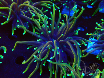 WYSIWYG Euphyllia glabrescens (Maricultura aclimatada bajo LED) 8N7