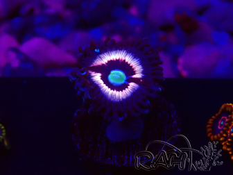 WYSIWYG - Zoanthus Drama Queen 30D1