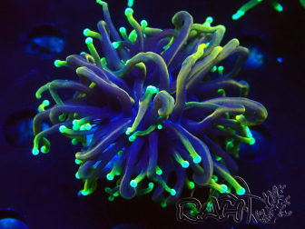 WYSIWYG Euphyllia glabrescens (Maricoltura acclimatata sotto LED)