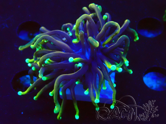 WYSIWYG Euphyllia glabrescens (Marikultur, akklimatisiert unter LED) 8N7
