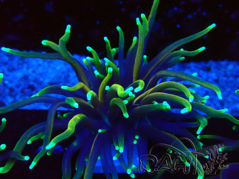 WYSIWYG Euphyllia glabrescens (Maricoltura acclimatata sotto LED) 8N7