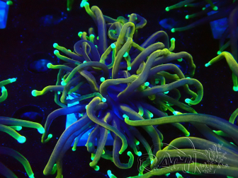 WYSIWYG Euphyllia glabrescens (Maricoltura acclimatata sotto LED) 8N7