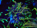 WYSIWYG Euphyllia glabrescens (Maricoltura acclimatata sotto LED) 8N7