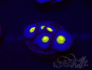 WYSIWYG - WWC Zoanthus AOI 30D11