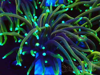 WYSIWYG Euphyllia glabrescens (Mariculture acclimaté sous LED) 8P3