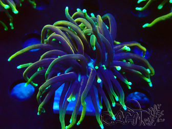 WYSIWYG Euphyllia glabrescens (Maricoltura acclimatata sotto LED) 8N7
