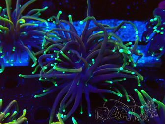 WYSIWYG Euphyllia glabrescens (Mariculture acclimaté sous LED) 8P5