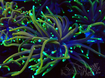 WYSIWYG Euphyllia glabrescens (Mariculture acclimaté sous LED) 8N7