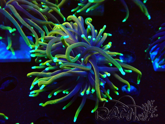 WYSIWYG Euphyllia glabrescens (Mariculture acclimated under LED) 8N7