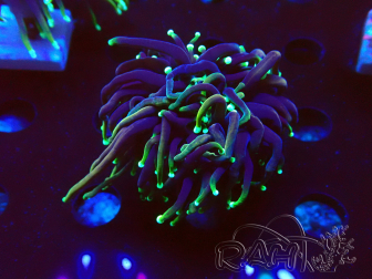WYSIWYG Euphyllia glabrescens (Mariculture acclimaté sous LED) 8N7