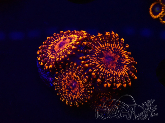 WYSIWYG - Zoanthus Nightmare 30E7