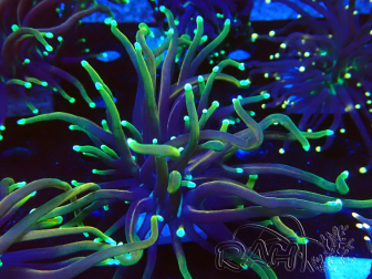 WYSIWYG Euphyllia glabrescens (Maricoltura acclimatata sotto LED) 8N7