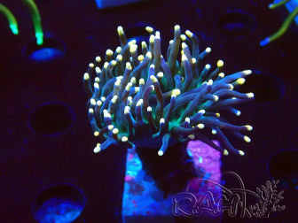 WYSIWYG Euphyllia glabrescens (Maricoltura acclimatata sotto LED) 8N7