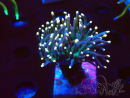 WYSIWYG Euphyllia glabrescens (Mariculture acclimaté sous LED) 8Q4
