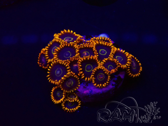 WYSIWYG - Zoanthus Rainbow Hornet