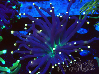 WYSIWYG Euphyllia glabrescens (Mariculture acclimated under LED) 8N7