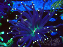 WYSIWYG Euphyllia glabrescens (Mariculture acclimaté sous LED) 8Q5