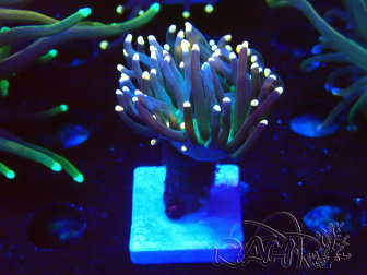 WYSIWYG Euphyllia glabrescens (Mariculture acclimaté sous LED)