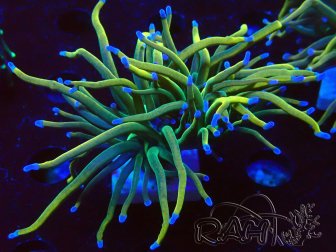 WYSIWYG - Euphyllia glabrescens (unter LED akklimatisierte Marikultur)