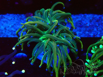 WYSIWYG - Euphyllia glabrescens (Mariculture acclimaté sous LED)