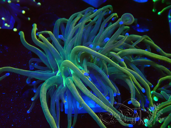 WYSIWYG - Euphyllia glabrescens (Mariculture acclimaté sous LED)