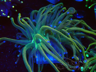 WYSIWYG - Euphyllia glabrescens (Maricultura acclimatata sotto LED)