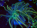 WYSIWYG - Euphyllia glabrescens (Mariculture acclimaté sous LED) 8R2
