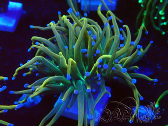 WYSIWYG - Euphyllia glabrescens (Maricoltura acclimatata sotto LED)