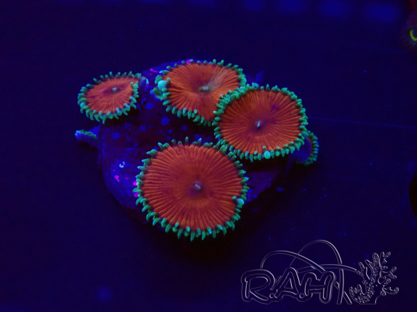 WYSIWYG - Protopalythoa red death 30H9