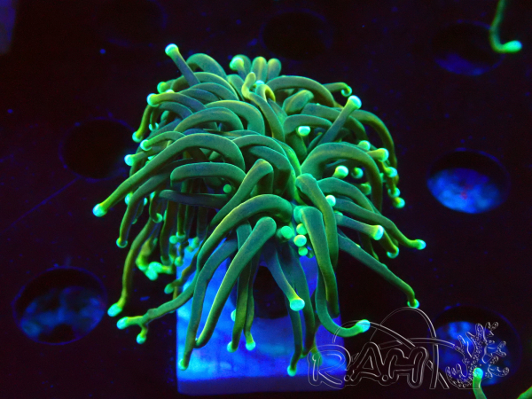 WYSIWYG - Euphyllia glabrescens (Mariculture acclimaté sous LED) 8R4