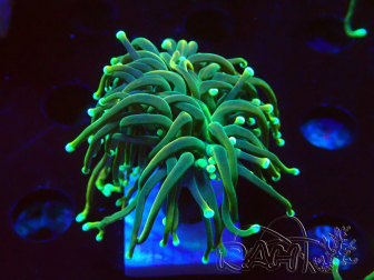 WYSIWYG - Euphyllia glabrescens (Unter LEDs akklimatisierte Marikultur)