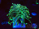 WYSIWYG - Euphyllia glabrescens (Mariculture acclimaté sous LED) 8R4