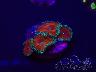 WYSIWYG - Protopalythoa red death 30H10