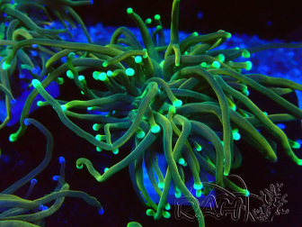 WYSIWYG - Euphyllia glabrescens (Mariculture acclimaté sous LED)