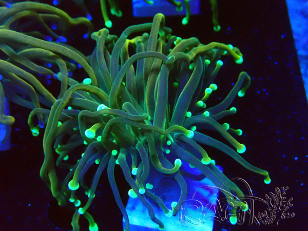 WYSIWYG - Euphyllia glabrescens(Mariculture acclimated under LED)