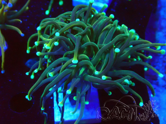 WYSIWYG - Euphyllia glabrescens (Mariculture acclimaté sous LED) 8R7