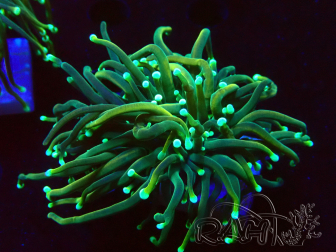 WYSIWYG - Euphyllia glabrescens (Mariculture acclimaté sous LED) 8R8