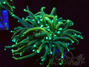 WYSIWYG - Euphyllia glabrescens(Mariculture acclimated under LED)