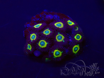 WYSIWYG - Zoanthus Mean Green 30I1