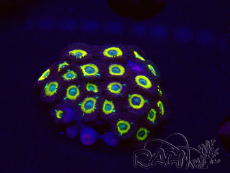 WYSIWYG - Zoanthus Mean Green