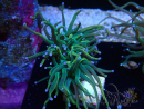 WYSIWYG Euphyllia glabrescens (Maricoltura acclimatata sotto LED) 8J1