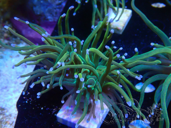 WYSIWYG Euphyllia glabrescens GLITTER GRAIL (Mariculture acclimaté sous LED) 8J2