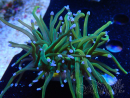 WYSIWYG Euphyllia glabrescens (Mariculture acclimaté sous LED) 8J3