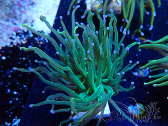 WYSIWYG Euphyllia glabrescens (Mariculture acclimaté sous LED) 8J4