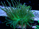 WYSIWYG Euphyllia glabrescens (Maricultura aclimatada bajo LED) 8J5
