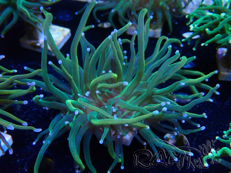 WYSIWYG Euphyllia glabrescens (Mariculture acclimaté sous LED) 8J6