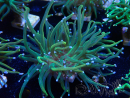 WYSIWYG Euphyllia glabrescens (Maricoltura acclimatata sotto LED) 8J6