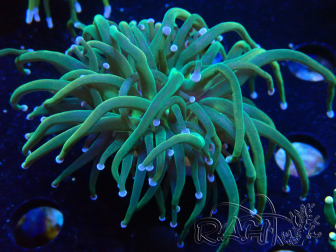 WYSIWYG Euphyllia glabrescens (Mariculture acclimaté sous LED) 8J8