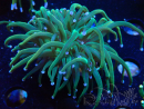 WYSIWYG Euphyllia glabrescens (Mariculture acclimaté sous LED) 8J8
