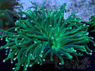 WYSIWYG Euphyllia glabrescens (Marikultur unter LED akklimatisiert) 8K1